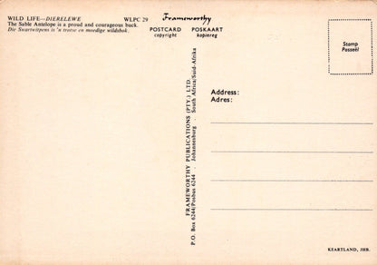 Animals Postcard - Wild Life - Dierelewe - The Sable Antelope - Mo’s Postcards 