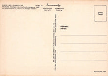 Load image into Gallery viewer, Animals Postcard - Wild Life - Dierelewe - The Sable Antelope - Mo’s Postcards 
