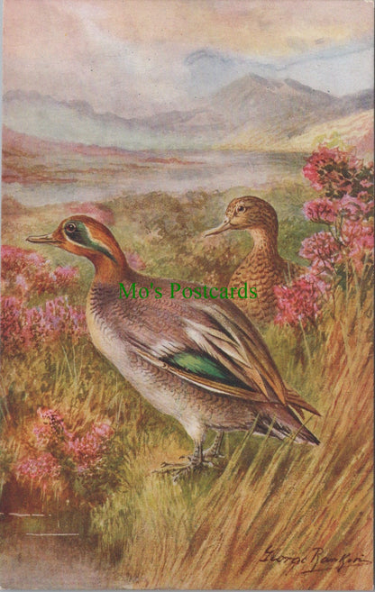 Birds Postcard - Teal Ducks 