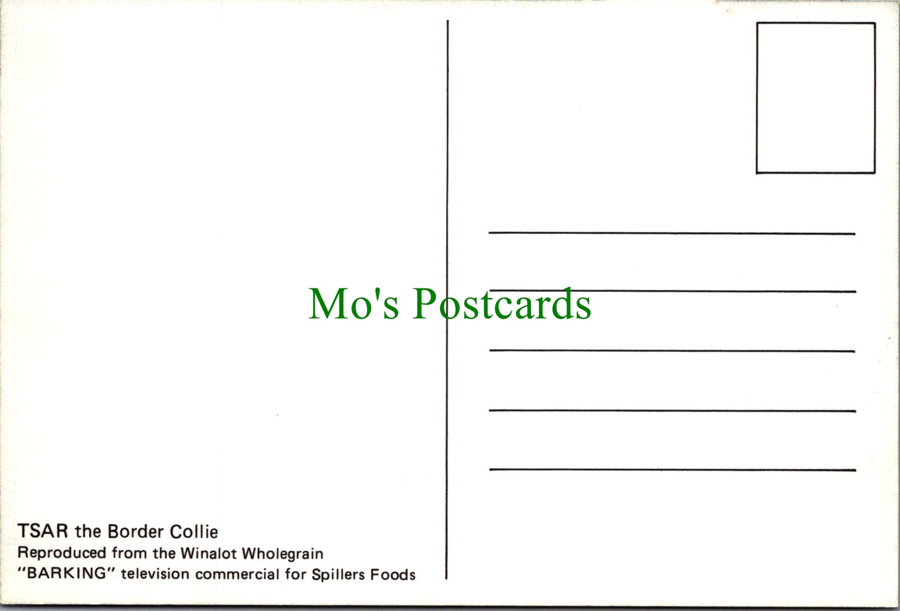 Dog Postcard - Tsar The Border Collie