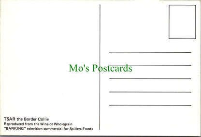 Dog Postcard - Tsar The Border Collie