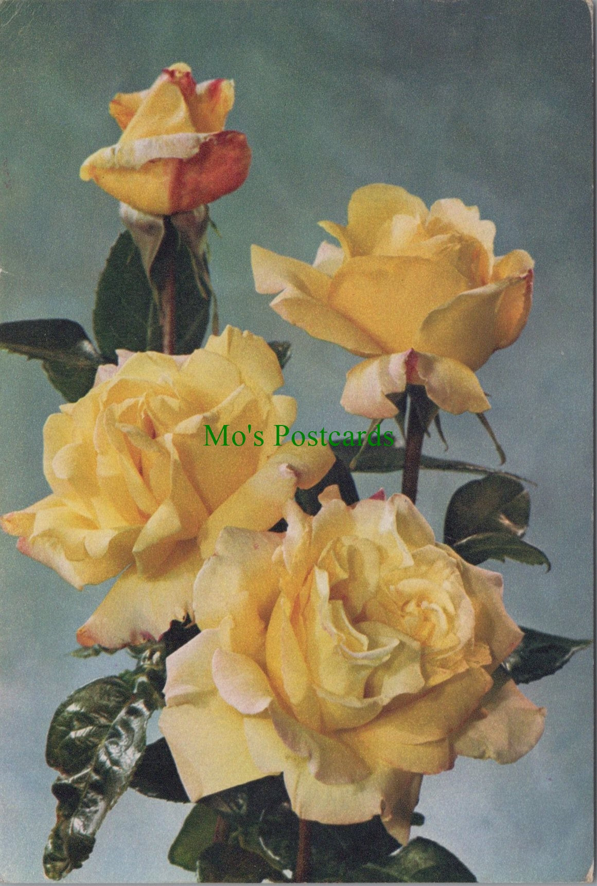 Nature Postcard - Flowers - Rose "Peace"