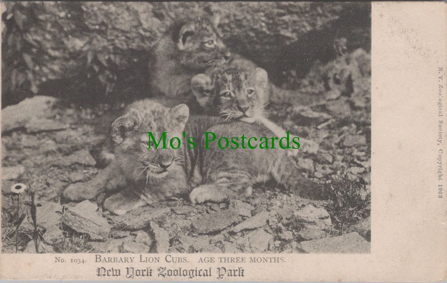 Barbary Lion Cubs, New York Zoo