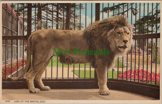 A Lion at The Bristol Zoo