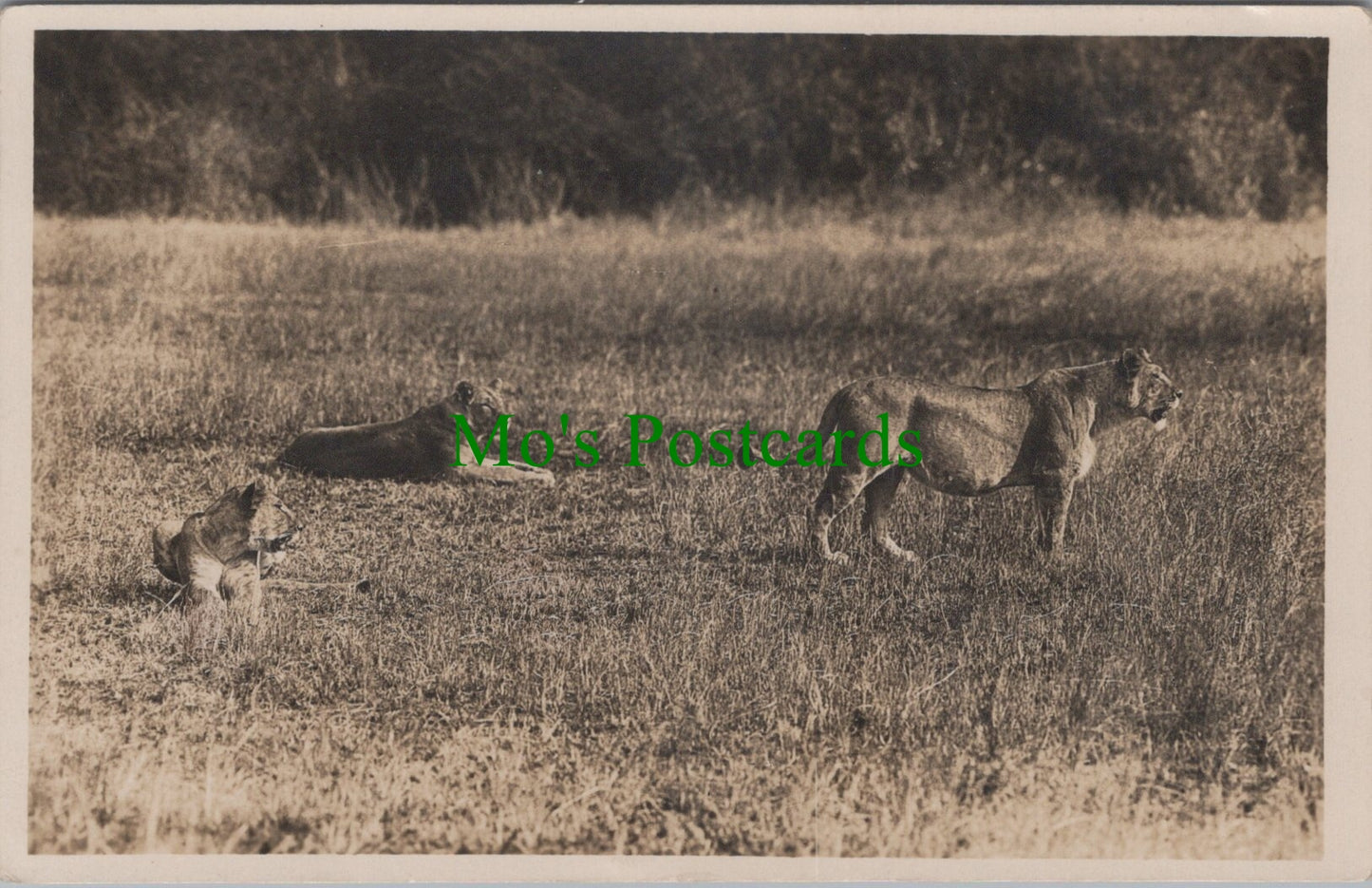 Pride of Lions, African Wildlife