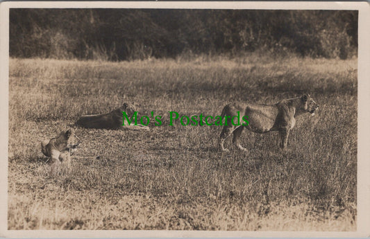 Pride of Lions, African Wildlife