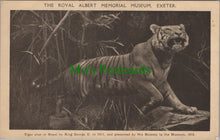 Load image into Gallery viewer, Tiger Display, The Royal Albert Memorial Museum, Exeter
