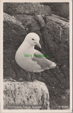 Birds Postcard - Kittiwake, Farne Islands