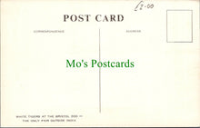 Load image into Gallery viewer, White Tigers at Bristol Zoo
