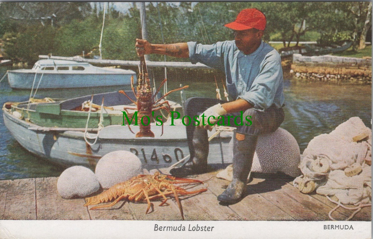 The Bermuda Lobster