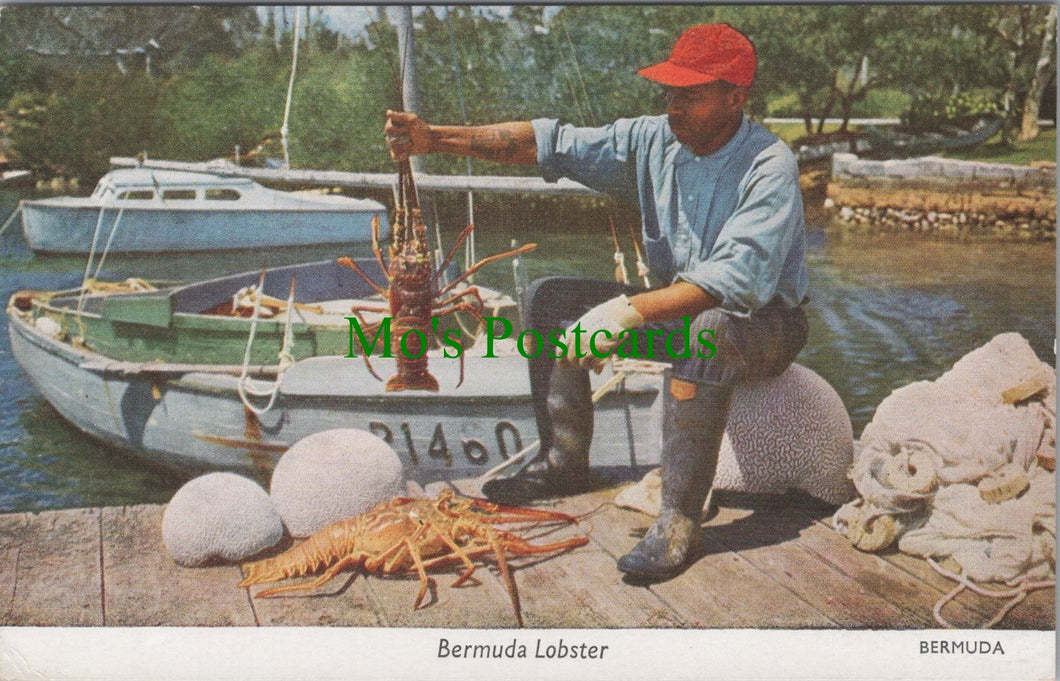 The Bermuda Lobster