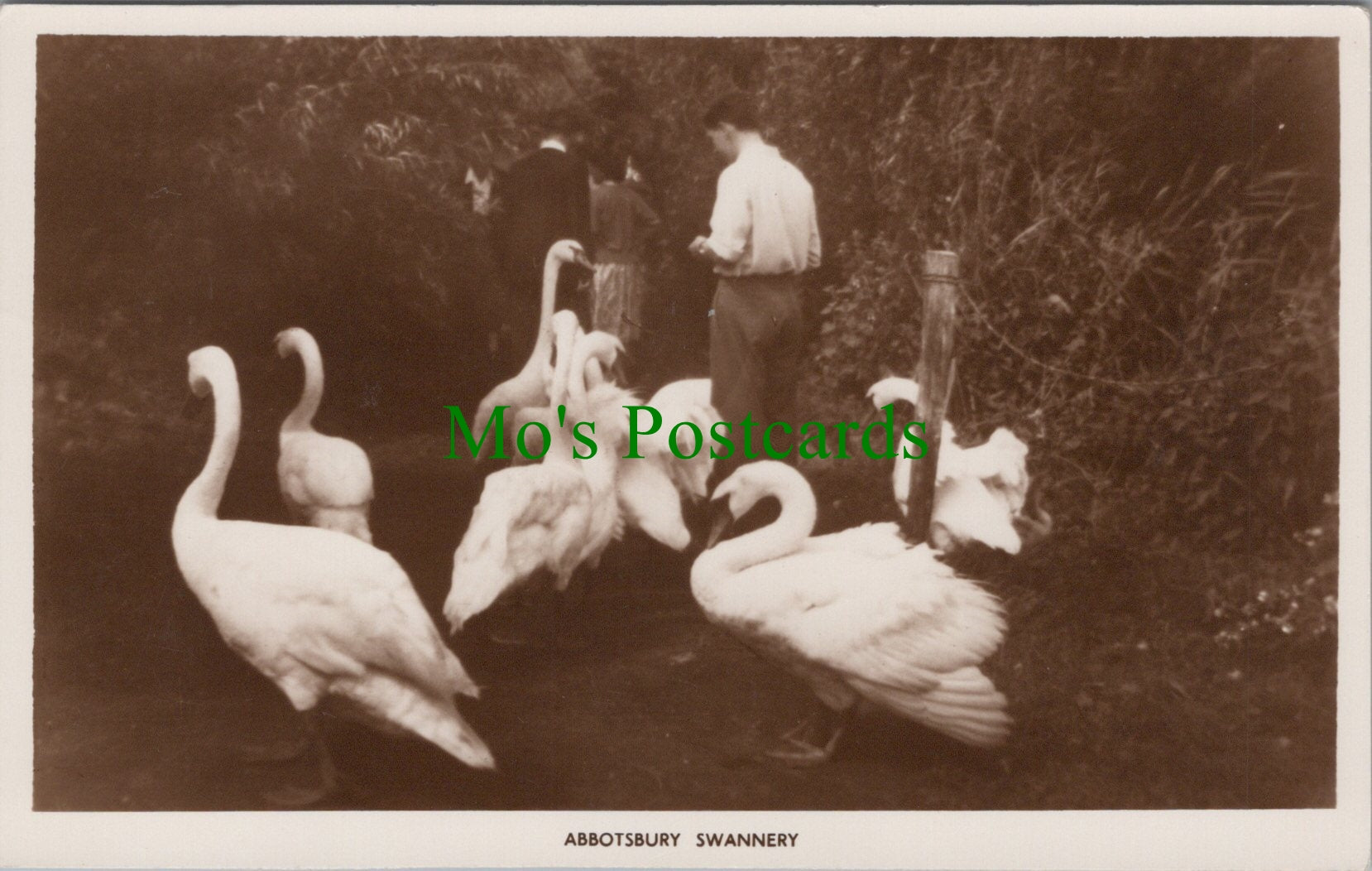 Abbotsbury Swannery, Weymouth