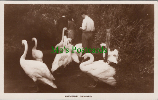 Abbotsbury Swannery, Weymouth