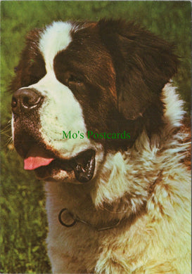 St Bernhard-Zwinger Vom Schwyzerlandli