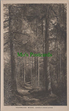 Load image into Gallery viewer, Eggerslack Woods, Grange-Over-Sands, Cumbria
