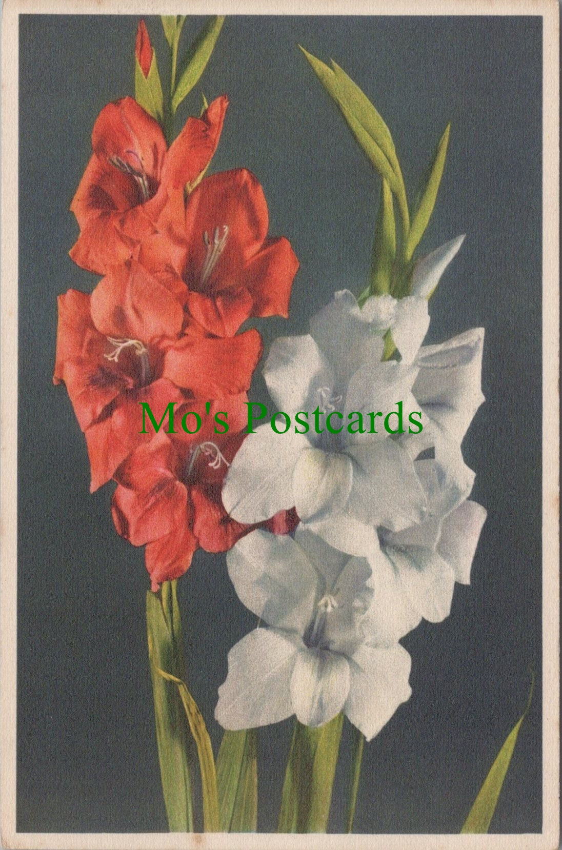 Flowers Postcard - Gladiolus
