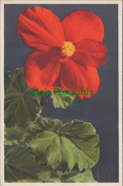 Flowers Postcard - Begonia