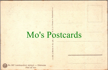 Flowers Postcard - Leontopodium Alpinum