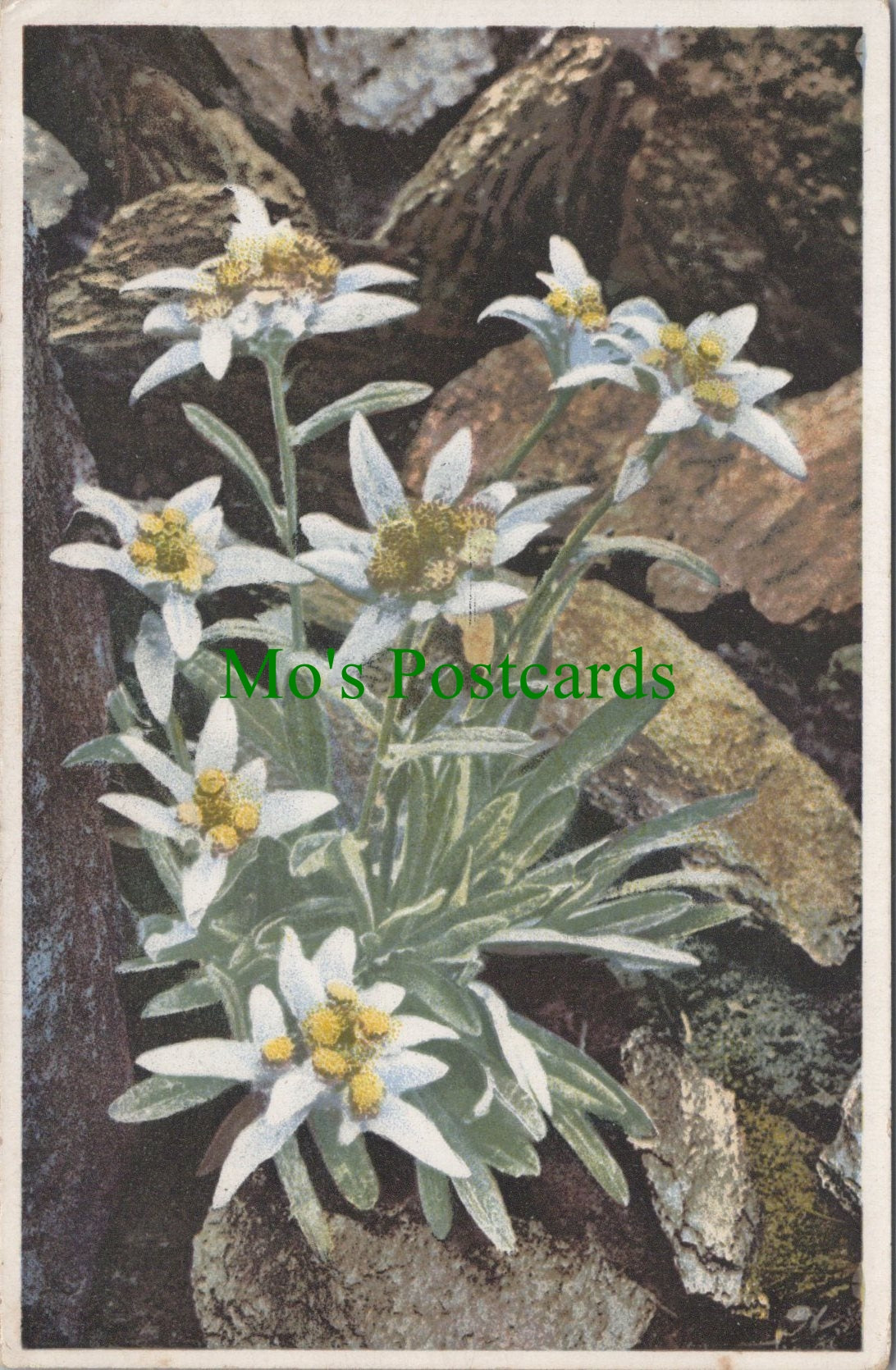 Flowers Postcard - Leontopodium Alpinum