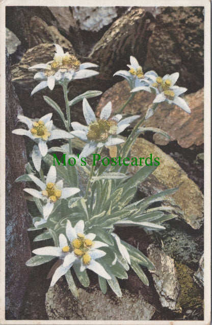 Flowers Postcard - Leontopodium Alpinum