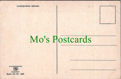 Flowers Postcard - Leontopodium Alpinum