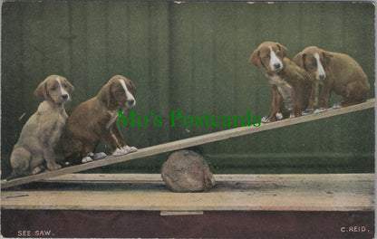 Animals Postcard - Dogs on a See-Saw