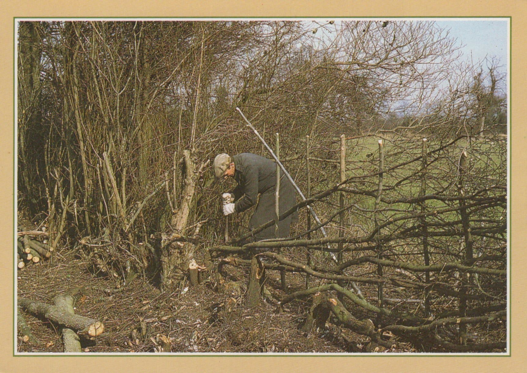 Traditional Crafts Postcard - Hedge Laying - Mo’s Postcards 
