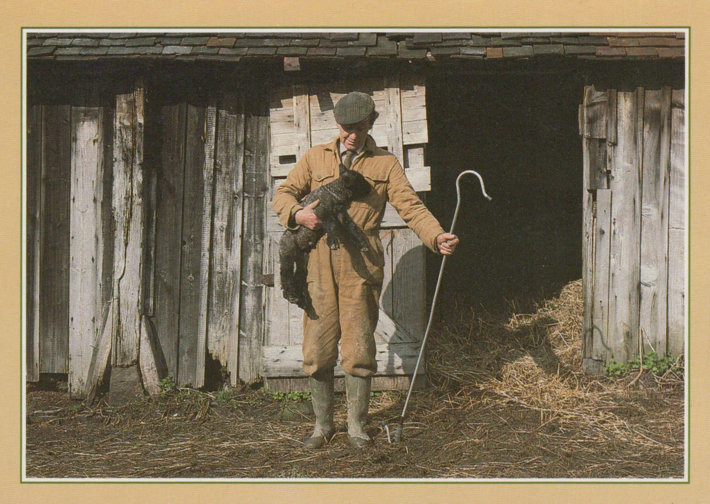 Traditional Crafts Postcard - Shepherd and Lamb - Mo’s Postcards 